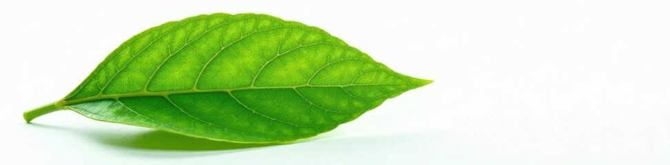 Large leaf with veins isolated on white background, nature, leaves