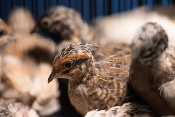 A group of Coturnix lived on a breeding farm, waited for the right time to sell.