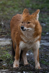 Ussuri dhole (Cuon alpinus alpinus)