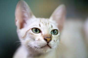 Cat striking contrast of a light brown mackerel tabby coat and piercing light green eyes draws our attention as a beautiful kitten looks our way.