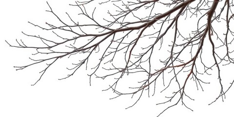 Bare, intertwined branches against a pure white backdrop,  line,  element