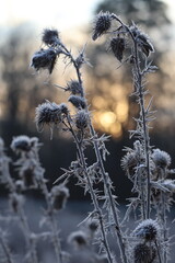 cool Burdocks