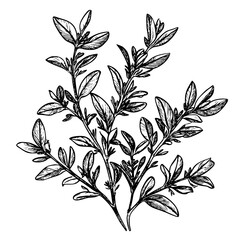 Engraved vector illustration of a detailed botanical branch with leaves and stems found in natural environments