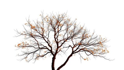 Obraz premium Lone deciduous tree, stark branches against bright white, illustration, photography