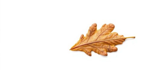 Single, weathered oak leaf isolated on pure white background, illustration, flora