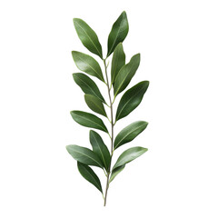 Fototapeta premium Olive Twig isolated on transparent background, PNG