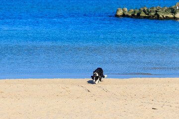 Border collie dog running at the sand beach