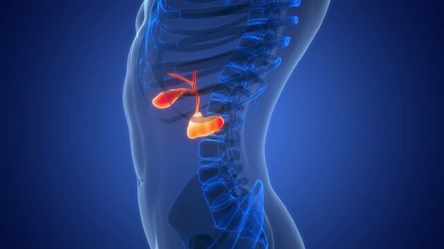 Human Internal Organs Pancreas with Gallbladder Anatomy Animation Concept
