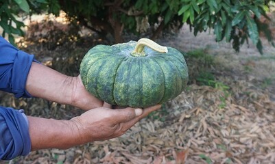 Green pumpkin with firm flesh and beautiful skin fresh from the tree picked from the organic vegetable garden