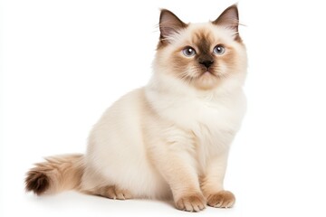 Adorable fluffy kitten with blue eyes sitting gracefully against a white background