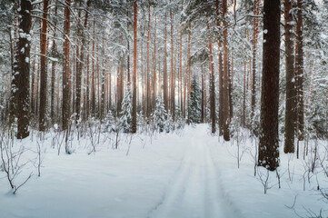 A path through the winter forest with snow-covered Christmas trees.