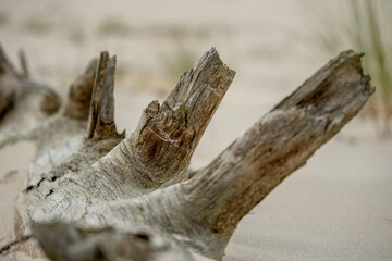Weathered driftwood scattered across the sandy beach. Bleached by sun and salt, the twisted, silvery remains of trees create natural sculptures against the pale shore backdrop.