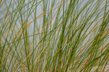 Golden grasses sway along the Baltic shore. Tough coastal vegetation thrives in sandy soil, creating a natural border between beach and inland with wispy stems dancing in the sea breeze.