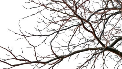 Obraz premium Bare, gnarled branches isolated against a pure white backdrop, line, tree