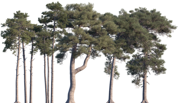 Set of Pinus sylvestris (the Scots pine, Scotch pine, Baltic pine, European red pine) frontal isolated png on a transparent background perfectly cutout
