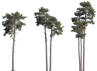 Set of Pinus sylvestris (the Scots pine, Scotch pine, Baltic pine, European red pine) frontal isolated png on a transparent background perfectly cutout