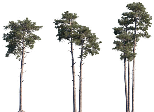 Set of Pinus sylvestris (the Scots pine, Scotch pine, Baltic pine, European red pine) frontal isolated png on a transparent background perfectly cutout