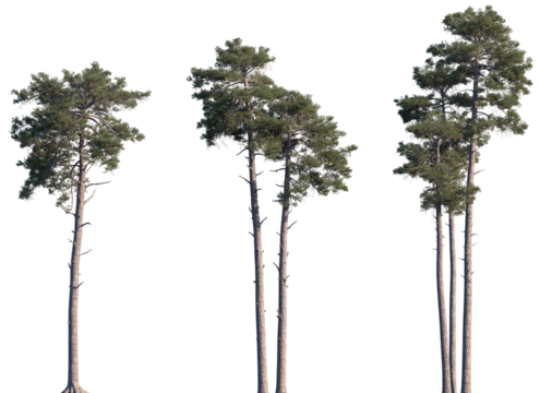 Set of Pinus sylvestris (the Scots pine, Scotch pine, Baltic pine, European red pine) frontal isolated png on a transparent background perfectly cutout