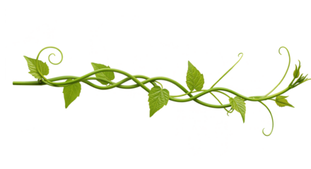 long twisted green leaves from Javanese tree vine or grape ivy (Cissus spp.), a jungle vine and hanging ivy plant bush foliage, isolated on a white background with a clipping path.	
