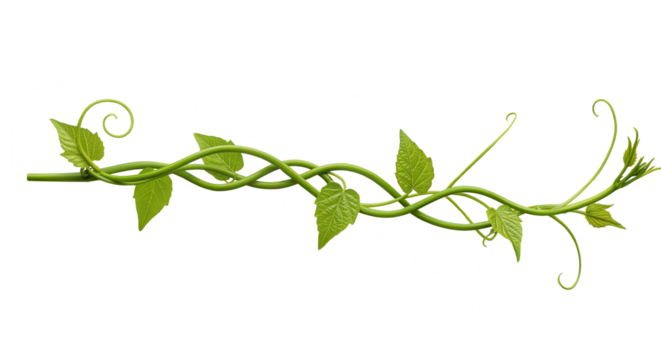 long twisted green leaves from Javanese tree vine or grape ivy (Cissus spp.), a jungle vine and hanging ivy plant bush foliage, isolated on a white background with a clipping path.	
