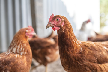Beautiful purebred chicken in a summer garden.