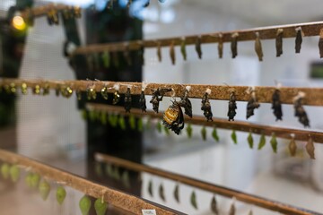  of a newly emerged monarch butterfly straining its abdomen and spreading its wings. Birth of a...