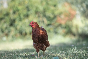 Beautiful purebred chicken in a summer garden.