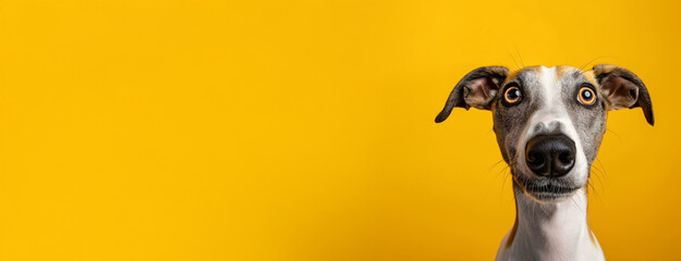 Whippet dog on minimalistic colorful background with Copy Space. Perfect for banners, veterinary ads, pet food promotions, and minimalist designs.
