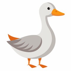 duck isolated on white background