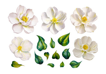 Watercolor White Flowers and Green Leaves on Transparent Background. Set for wedding invitation, greeting card, print design. Clipart PNG.