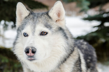 Close-up of husky with heterochromia, showcasing unique eye colors. Set against snowy background with soft lighting, highlighting fur texture. Calm expression enhances natural beauty
