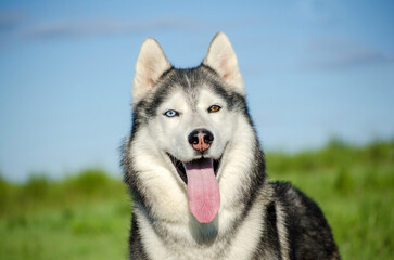 Siberian husky sits in vibrant green field under bright blue sky. Distinctive heterochromia highlights one blue eye, one brown. Anticipation and excitement radiate from posture