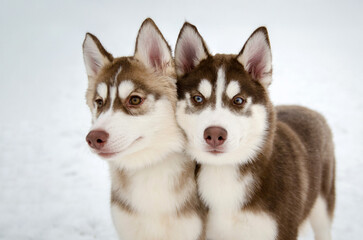 Close-up of two huskies standing closely in snowy landscape. Soft lighting highlights their expressive eyes and thick fur. Calm, serene atmosphere enhances their togetherness