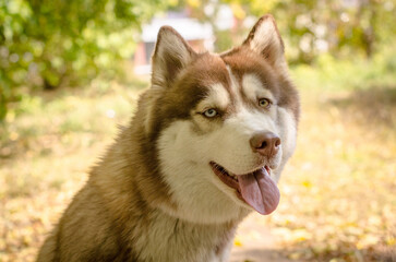 Siberian husky with lush fur stands outdoors in warm sunlight. Background features golden foliage and soft focus, creating serene, joyful atmosphere. Portrait captures vibrant, playful expression