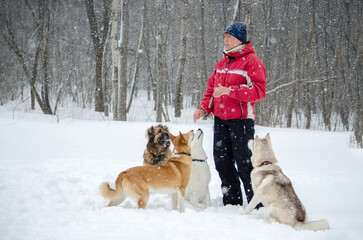 Adult woman in red jacket interacts with four dogs in snowy forest. Overcast sky, snow-covered ground create serene winter atmosphere. Tail-wagging, attentive dogs display excitement