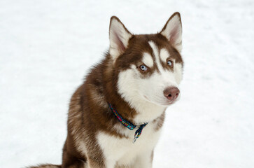 Husky with striking blue eyes sits attentively on snowy surface. Brown and white fur contrasts with white background, exuding calmness and focus. Captured from slightly elevated angle