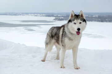 Siberian husky stands on snow-covered terrain with icy backdrop. Overcast sky and expansive, frozen scenery enhance cold ambiance. Dominant white and gray tones create serene, wintry feel