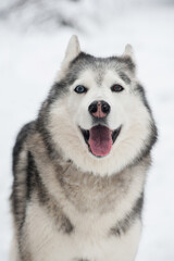 Siberian husky standing in snow with striking blue and brown eyes. Thick fur coat enhances presence against soft white background. Canine exudes joy and energy