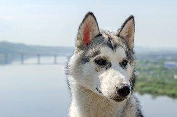 Siberian husky standing tall against serene river backdrop. Subtle sunlight highlights distinct...