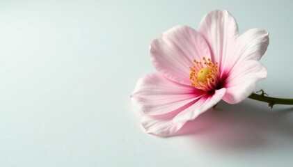 Fototapeta premium A delicate flower with intricate details and soft colors against a bright white surface, floral, color, detail
