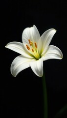 Fototapeta premium Single white lily against black, dramatic lighting, design, flower, art