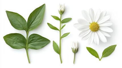 Elegant white daisy with intricate petals unfurls gracefully, rooted in long stems stretching diagonally across pristine white backdrop, capturing nature's delicate charm