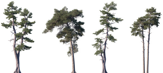 Set of Pinus strobus and Pinus sylvestris frontal isolated png on a transparent background perfectly cutout
