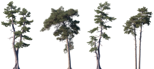 Set of Pinus strobus and Pinus sylvestris frontal isolated png on a transparent background perfectly cutout