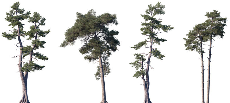 Set of Pinus strobus and Pinus sylvestris frontal isolated png on a transparent background perfectly cutout