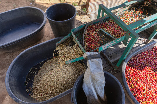 Coffee cherry pulping machine farmer. coffee bean machine process. Dry organic beans in coffee milling process.