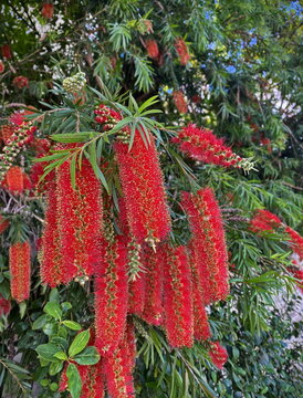 Flowering tree Callistemon VIMINALIS. Israel.