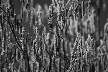 HOARFROST - Frost on the flowering hazel in the last days of winter

