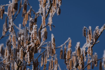 HOARFROST - Frost on the flowering hazel in the last days of winter

