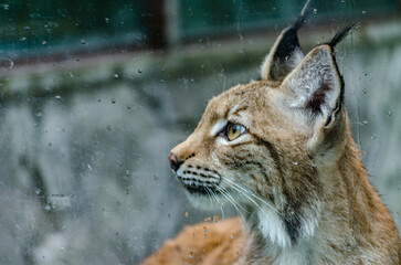 Lynx gazes intently through raindrop-speckled glass. Enclosure backdrop appears blurred, highlighting felines sharp profile and distinctive tufted ears. Calm yet alert expression